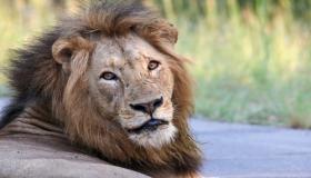 تفسير حلم الأسد في المنام للرجل والمرأة