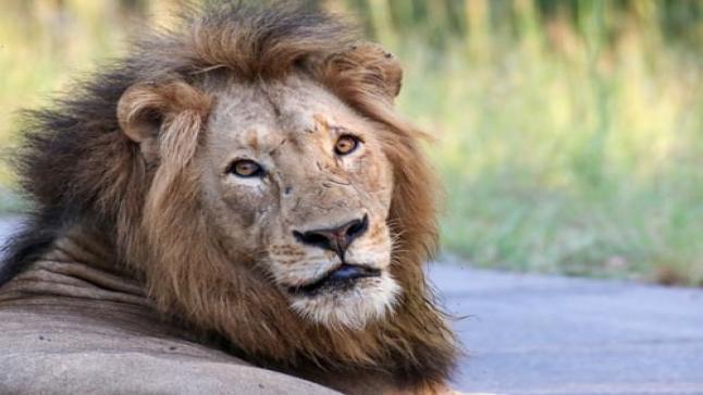 تفسير حلم الأسد في المنام للرجل والمرأة