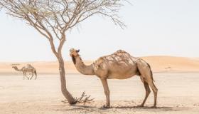 تفسير حلم الجمل في المنام بالتفصيل