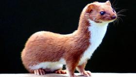 تفسير حلم العرسة في المنام