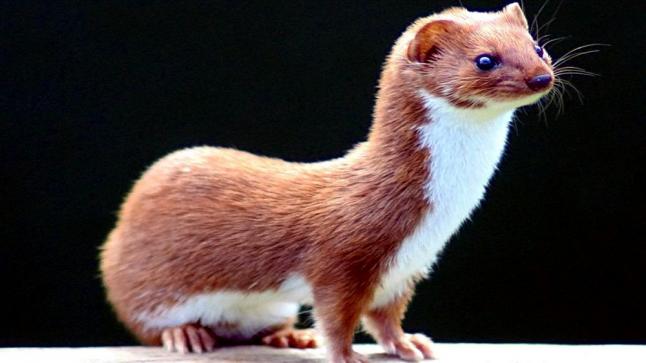 تفسير حلم العرسة في المنام