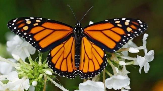 تفسير حلم الفراشة في المنام