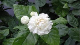 تفسير حلم الفل في المنام للرجل والمرأة