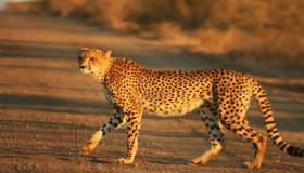 تفسير حلم الفهد في المنام