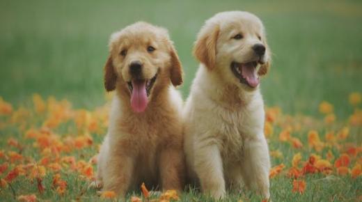 تفسير حلم الكلاب في المنام