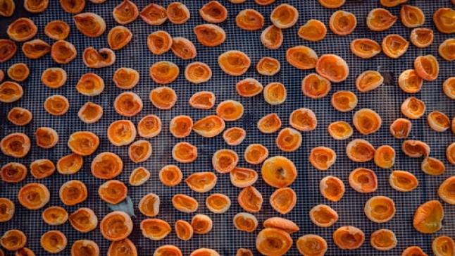 تفسير حلم المشمش في المنام