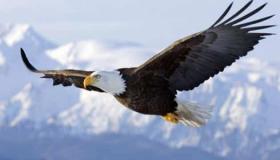 تفسير حلم النسر في المنام بالتفصيل