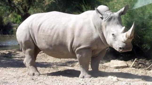 تفسير حلم وحيد القرن في المنام بالتفصيل