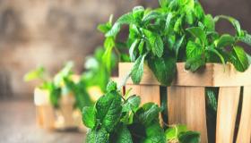 تفسير رؤية النعناع في المنام بالتفصيل للرجل والمرأة